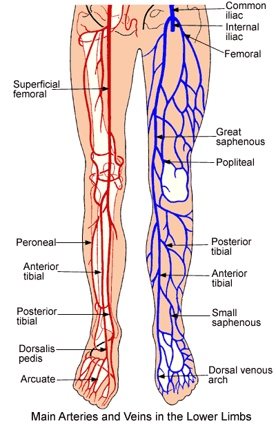 Lower Extremity Anatomy: Parts and Functions | New Health Advisor
