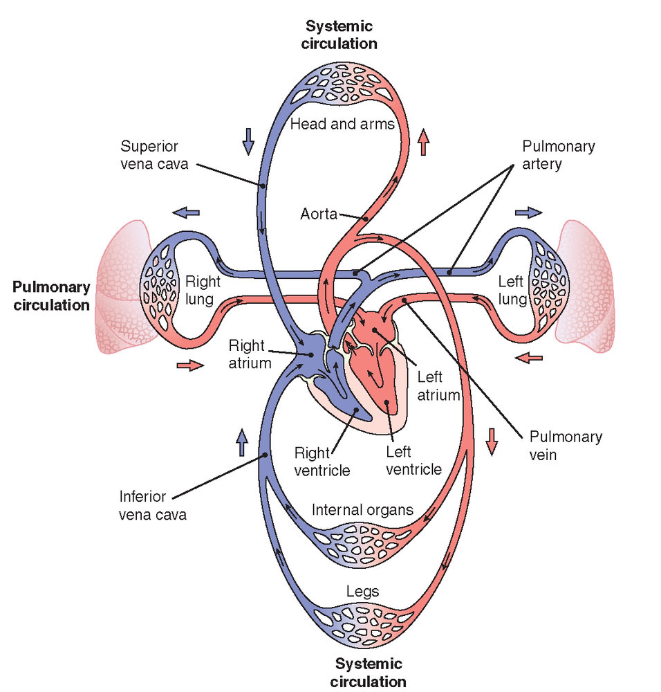 Image result for Differentiate between the pulmonary circulation and systemic circulation.