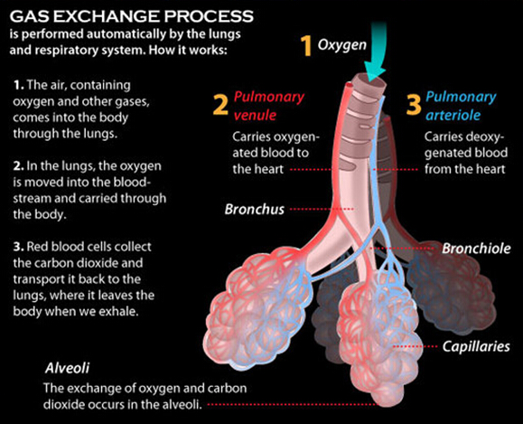 Respiratory System Organs and Their Functions | New Health Advisor