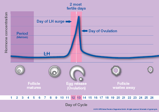 Relations Between LH Surge and Ovulation &amp; How to Detect LH Surge ...