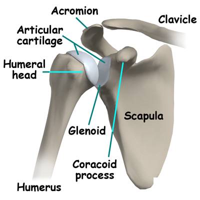 Shoulder Joint Anatomy: Parts and Functions | New Health Advisor