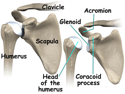 Shoulder Joint Anatomy: Parts and Functions | New Health ...
