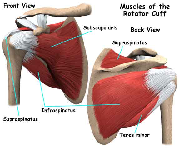 Muscles of Shoulder Joint Anatomy Shoulder joint anatomy muscles parts cuff rotator subscapularis main