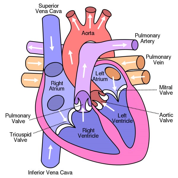 Diagram of Human Heart and Blood Circulation in It | New ...