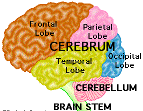 Structure of the Brain and Their Functions | New Health ...