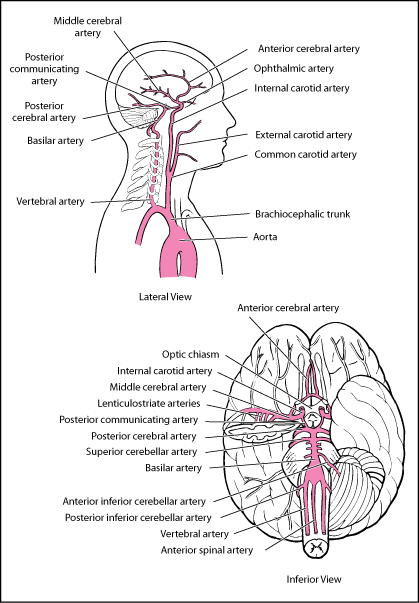 What Is Anterior Cerebral Artery? | New Health Advisor
