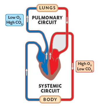 Double Circulatory System Explained (with Video) | New ...