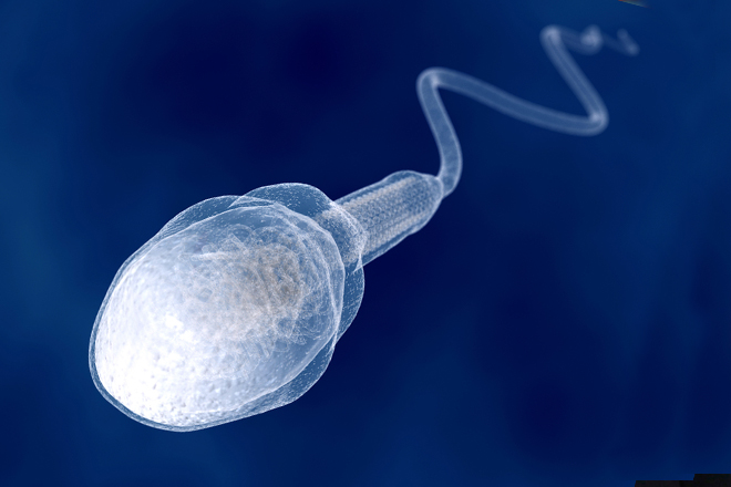 A picture of the male sperm