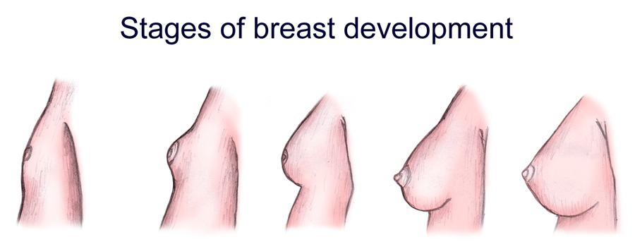 Developing Breasts 67