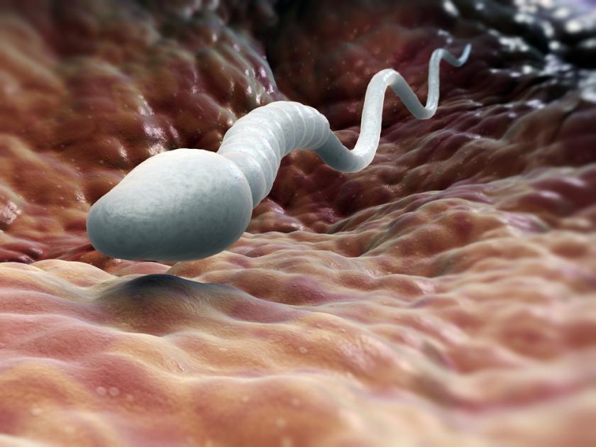 cells Heathy sperm