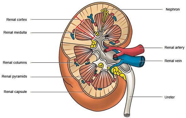 What are the functions of the kidneys?