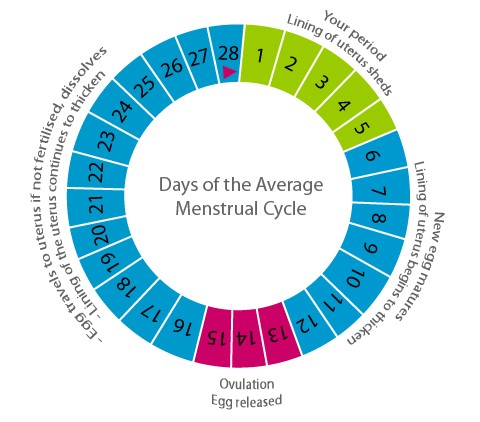 Period Calculator, Period Forecast Calendar | MyMonthlyCycles