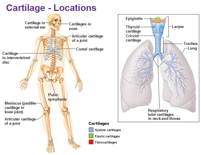 Organs of Skeletal System and Their Functions | New Health Advisor
