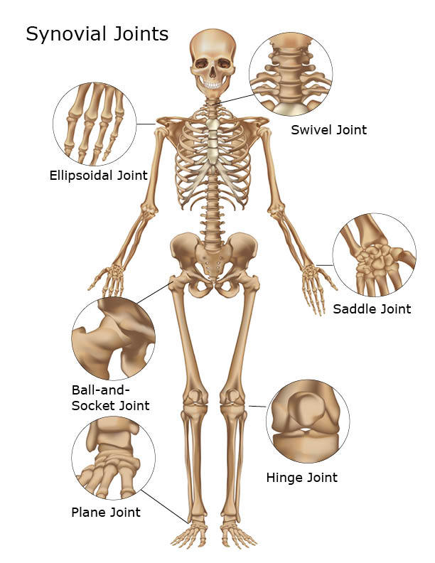 Organs of Skeletal System and Their Functions | New Health Advisor