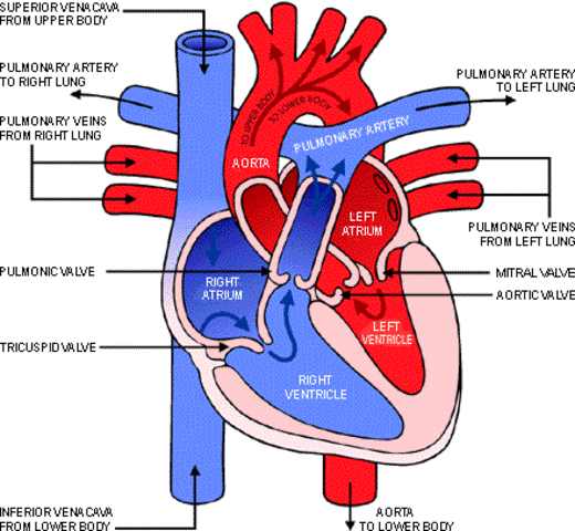In what parts of the heart do you find oxygenated blood ...