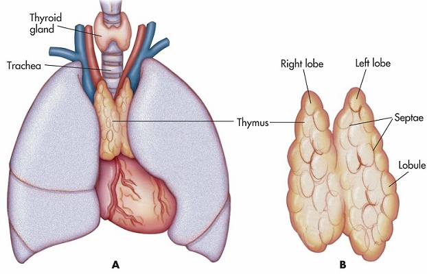 Image result for thymus