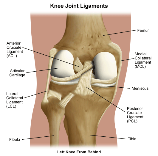 Lower Extremity Anatomy  Parts And Functions