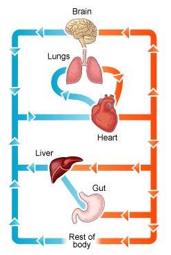 Circulatory System Diagram | New Health Advisor flow diagram of cardiovascular system 