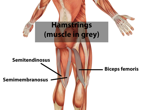 High Hamstring Tendinopathy: Symptoms, Causes and ... front of the knee diagram 
